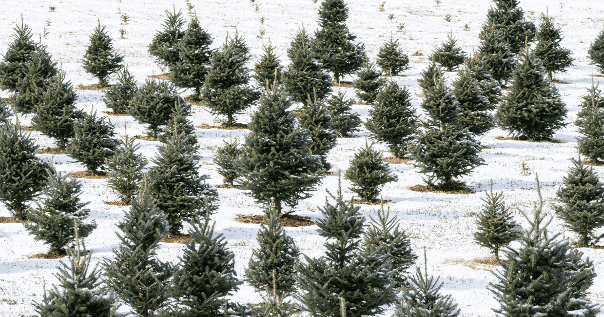 Cut Your Own Christmas Tree Farms Focus on NoVA Real Estate
