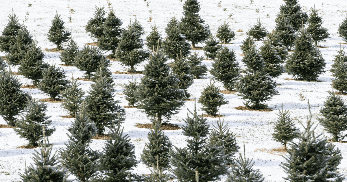 Cut your own Christmas tree Farms in Northern Virginia