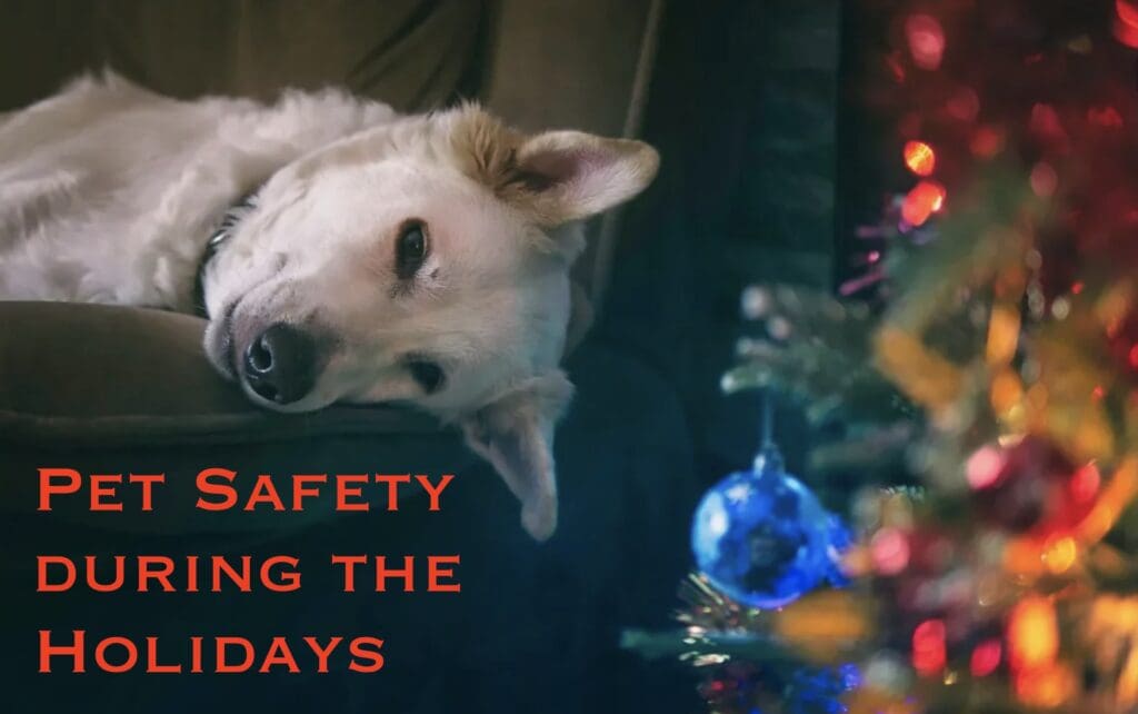Keeping pets safe at the holidays